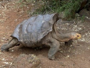 Diego, la tortuga que tuvo tanto sexo que salvó a toda su especie