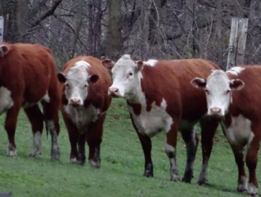 Roban en la Región de La Araucanía 29 vacas a Familia Luchsinger