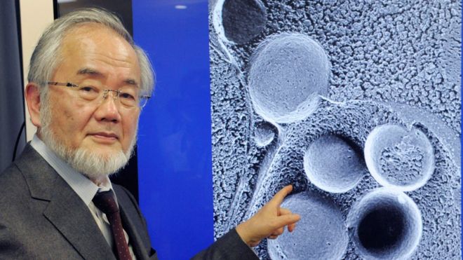 Biólogo japonés Yoshinori Oshumi gana el premio Nobel de Medicina