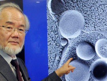 Biólogo japonés Yoshinori Oshumi gana el premio Nobel de Medicina