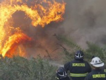 Alerta Roja en Llay Llay: Incendio forestal consume más de 13 hectáreas