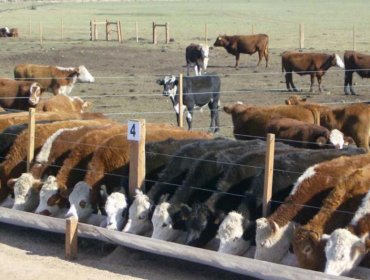 Toro semental mata a corneadas a su dueño en Chillán