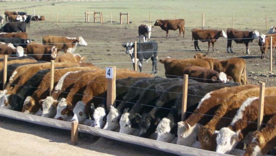 Toro semental mata a corneadas a su dueño en Chillán