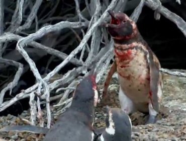 Vídeo del Pingüino que enloqueció de amor: Feroz pelea por una hembra