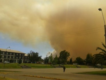 Bomberos trabaja intensamente en incendio forestal de Rinconada de Maipú