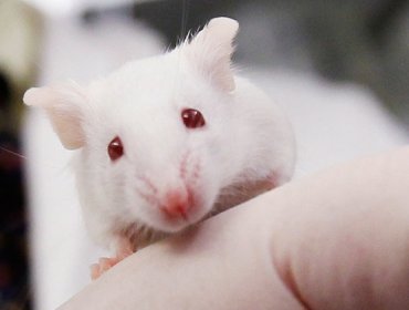 Científicos rejuvenecen ratones viejos con sangre humana