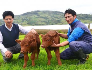 Nace el primer animal clonado en Perú