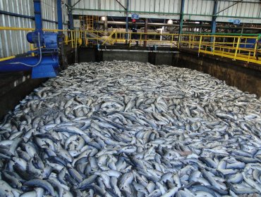 Fiscalía de Los Lagos no descarta delito en vertimiento de salmones en alta mar