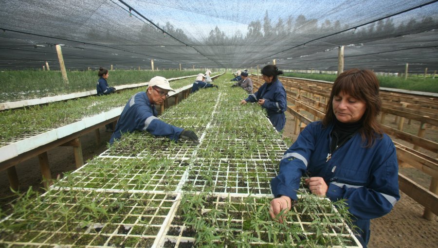 CONAF entregó durante el año 2016 más de 200 mil árboles en la Región de Valparaíso