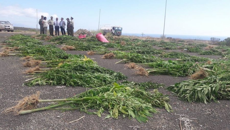 OS7 de Carabineros logra incautación de 2.800 millones de pesos en plantas de marihuana