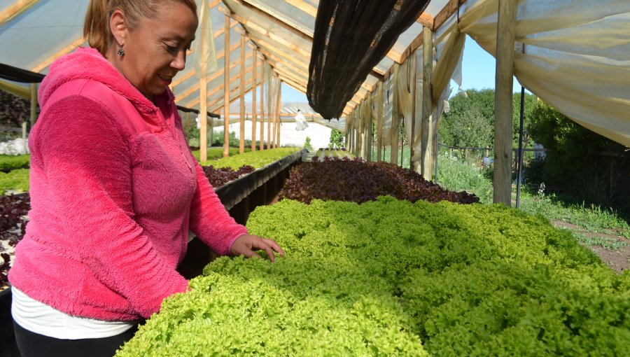 El ejemplo de "La pequeña huerta": Mujeres campesinas y su producción de Lechugas Hidropónicas