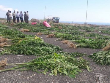 OS7 de Carabineros logra incautación de 2.800 millones de pesos en plantas de marihuana