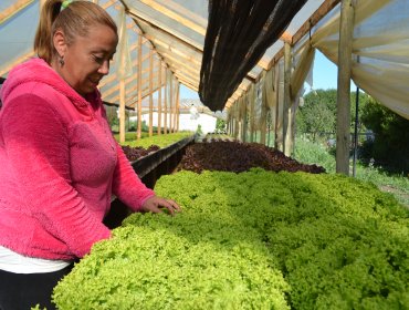 El ejemplo de "La pequeña huerta": Mujeres campesinas y su producción de Lechugas Hidropónicas