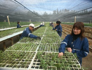 CONAF entregó durante el año 2016 más de 200 mil árboles en la Región de Valparaíso