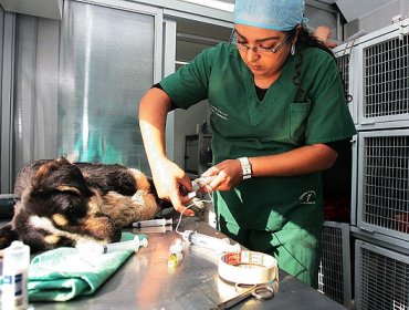 Hospital Clínico Veterinario de Viña del Mar atiende a los animales afectados por incendio