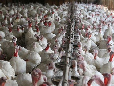 Sacrifican a más de 350 mil pavos en planta de Sopraval tras influenza aviar