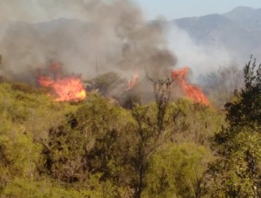 Quilpué con Alerta Roja tras siniestro forestal que consume varias hectáreas