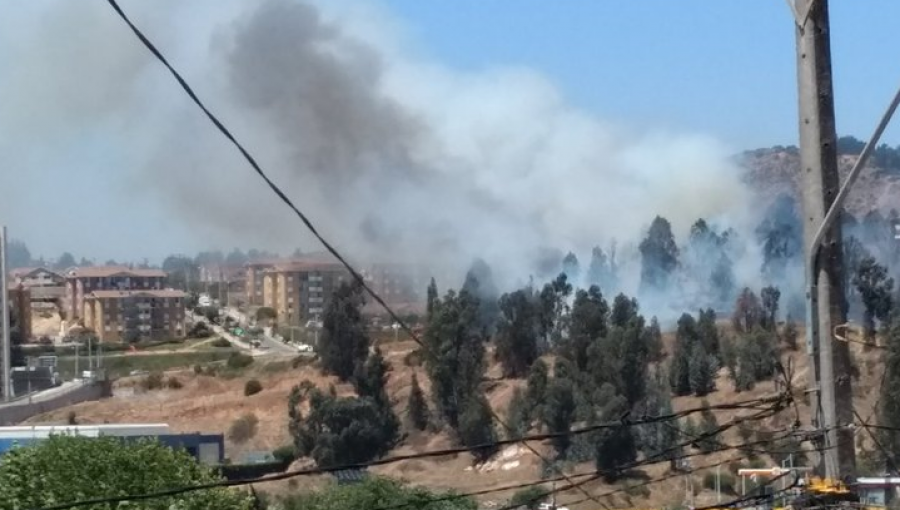 Incendio forestal desató las alarmas en los vecinos de Reñaca Alto