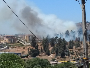 Incendio forestal desató las alarmas en los vecinos de Reñaca Alto