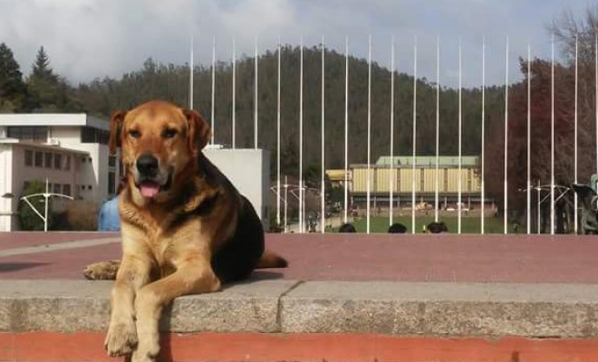 Muerte de famoso "perro penquista" causa sensación en Twitter