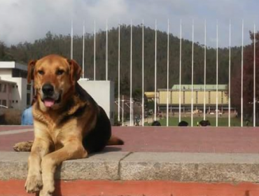 Muerte de famoso "perro penquista" causa sensación en Twitter