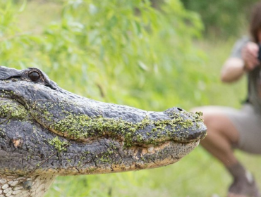 Cocodrilo de gran tamaño sorprende a turistas en Estados Unidos