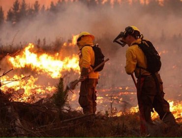 Infierno en el Sur: Siniestro forestal es el más grande de los últimos 50 años en Chile