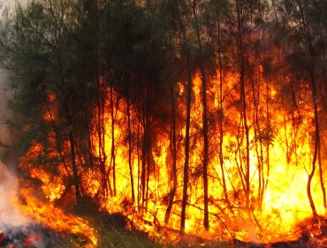 Último reporte de Onemi: 43 focos activos y 120 mil hectáreas destruidas