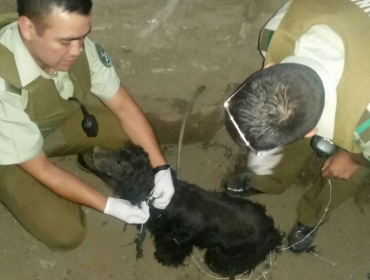 Carabineros rescatan a perritos que se encontraban en pésimas condiciones