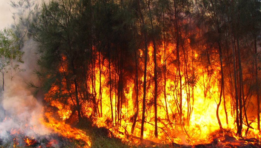 Último reporte de Onemi: 43 focos activos y 120 mil hectáreas destruidas