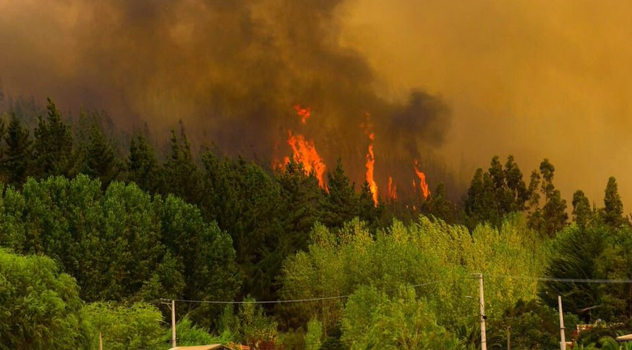 Video: Lugareño pide de forma desesperada ayuda por incendio en Vichuquén