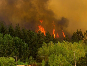 Video: Lugareño pide de forma desesperada ayuda por incendio en Vichuquén