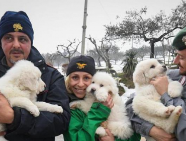 Italia: Equipos rescatan a tres cachorros bajo el escombro en hotel sacudido por avalancha