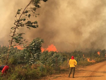 Tomé: Incendios en la Región del Bíobío deja su primera víctima fatal