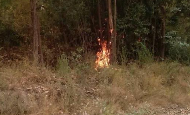 Fotos: Captan a hombres incendiando bosques en sector de Florida