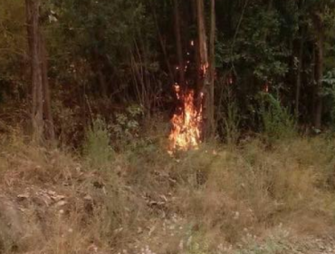 Fotos: Captan a hombres incendiando bosques en sector de Florida