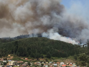 Incendio forestal enciende las alarmas en Dichato