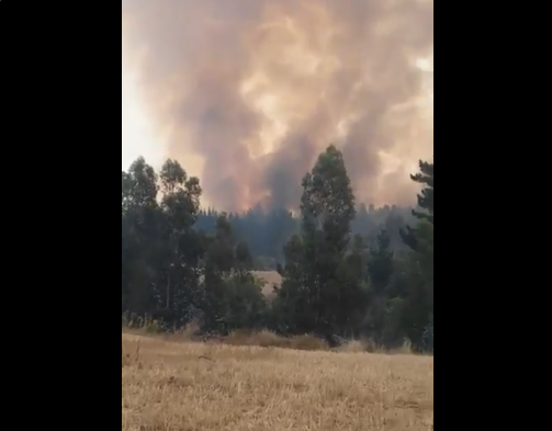 Incendio forestal en Navidad consume 16 viviendas