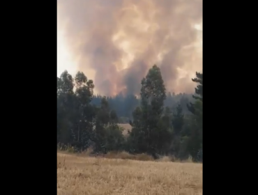 Incendio forestal en Navidad consume 16 viviendas