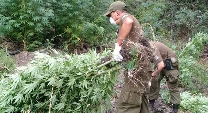 Inédito: Plantas de marihuana no se quemaron durante incendio en Maule