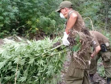 Inédito: Plantas de marihuana no se quemaron durante incendio en Maule