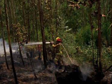 Último balance de Onemi: 51 incendios en combate y 68 incendios controlados