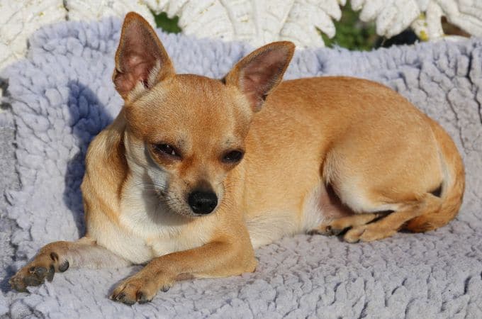 Puerto Rico: Hombre le arranca la cabeza de un mordisco a un bebé chihuahua