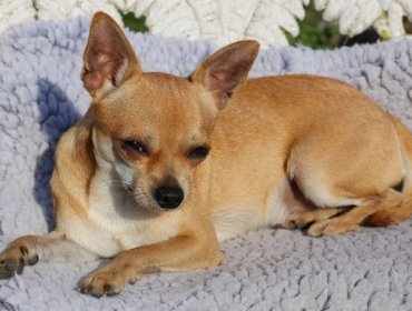 Puerto Rico: Hombre le arranca la cabeza de un mordisco a un bebé chihuahua