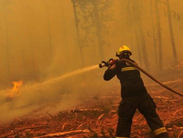 Conaf: Combate de incendios forestales tuvo un costo de $17 mil millones