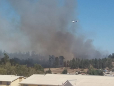 Incendio forestal se registra en sector de Placilla en Viña del Mar