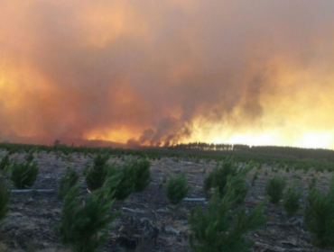 Incendio forestal en Parral deja 3 mil evacuados y más de 40 casas destruídas