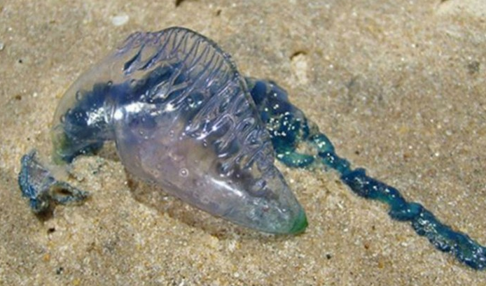 Armada detecta presencia de Fragata Portuguesa en tres playas de Viña del Mar