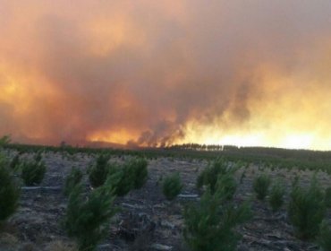 Onemi confirma que incendio forestal de Parral se encuentra controlado