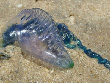 Armada detecta presencia de Fragata Portuguesa en tres playas de Viña del Mar